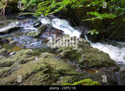 Ein Spaziergang entlang des Flusses Devon an der Rumbling Bridge in Perth & Kinross, Schottland Stockfoto