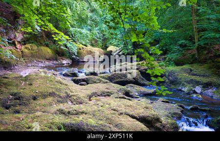 Ein Spaziergang entlang des Flusses Devon an der Rumbling Bridge in Perth & Kinross, Schottland Stockfoto
