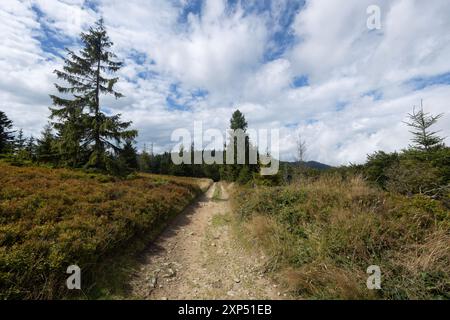 Ein malerischer Blick auf eine Spätsommerwiese in den Bergen von Beskiden Sądecki, Polen. Das Bild fängt die Schönheit der Region mit üppiger Vegetation ein. Stockfoto