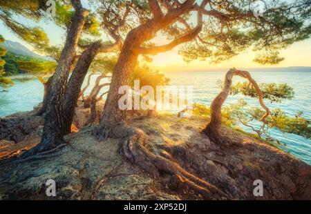 Erstaunliche Bäume an der felsigen Küste beim goldenen Sonnenuntergang im Sommer Stockfoto