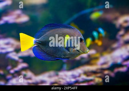 Lila Tang Fisch Zebrasoma Rotmeerdoktor Marine Riff-Fischen auch bekannt als Yellowtail Segelkärpflinge Tang Dist Schilfmeer Arabisches Meer Stockfoto