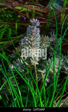 Ptilotus exaltatus oder pinkfarbene mulla-mulla-Blüten Stockfoto