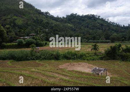 Reisfelder in Ella, Sri Lanka Stockfoto