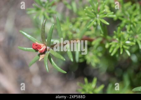 Winzige rote Bude auf grüner Pflanze mit den komplizierten Details der Natur Stockfoto