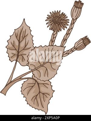 Calendula-Kraut. Organische frische medizinische Pflanzenillustration Stock Vektor