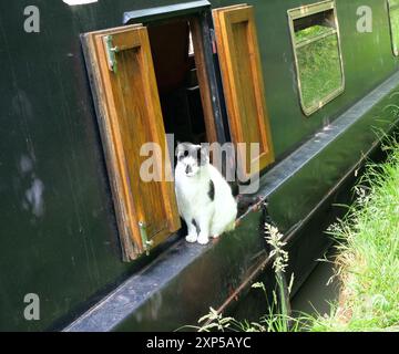 Ein interessantes Foto einer Katze, die auf einem Schmalboot wohnt. Stockfoto