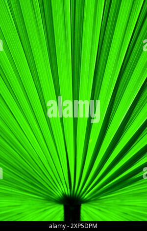 Nahaufnahme Detailbild mit leuchtendem grünem Palmblattmuster und Textur Stockfoto