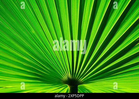 Nahaufnahme Detailbild mit leuchtendem grünem Palmblattmuster und Textur Stockfoto