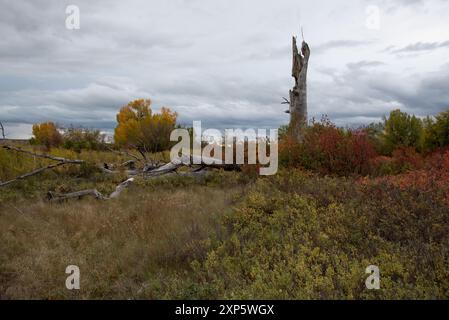 Östliches Cottonwood wächst entlang des Red Deer River in den kanadischen Badlands im Dinosaur Provincial Park in Alberta in Kanada. Stockfoto