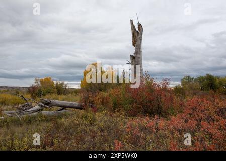 Östliches Cottonwood wächst entlang des Red Deer River in den kanadischen Badlands im Dinosaur Provincial Park in Alberta in Kanada. Stockfoto