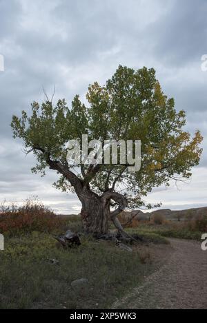 Östliches Cottonwood wächst entlang des Red Deer River in den kanadischen Badlands im Dinosaur Provincial Park in Alberta in Kanada. Stockfoto