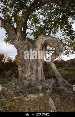 Östliches Cottonwood wächst entlang des Red Deer River in den kanadischen Badlands im Dinosaur Provincial Park in Alberta in Kanada. Stockfoto