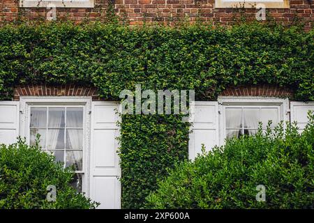 Nahaufnahme eines wunderschönen alten architektonischen Backsteinhauses mit weißen Fensterläden mit Efeu entlang der Fassade Stockfoto