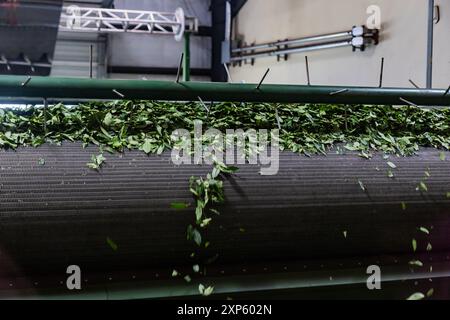 Teeblätter werden von Machinery für die Teebeutelproduktion verarbeitet Stockfoto