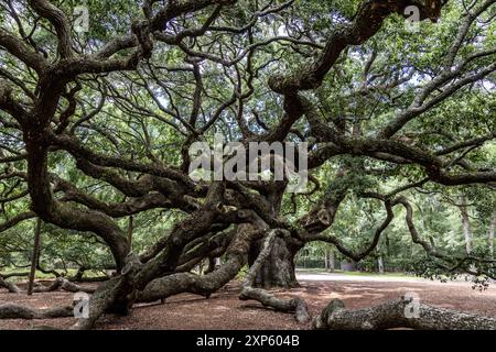 Großer Live Oak Tree in Charleston, South Carolina, mit spanischem Moos bekleidet, genannt Angel Oak Tree Stockfoto