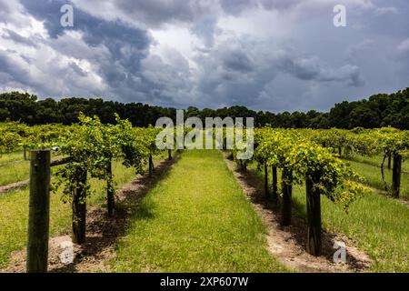Rebreihen, die im Weinberg der South Carolina Weinkellerei wachsen Stockfoto