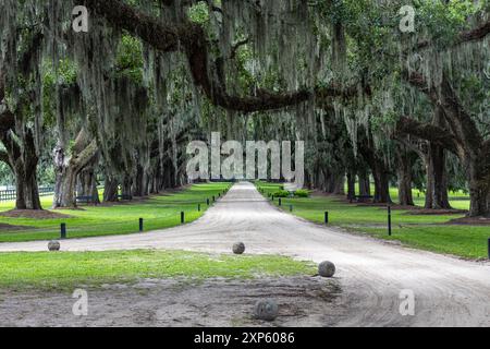 Großer Live Oak Tree mit spanischem Moos in Charleston, South Carolina, bedeckt die Auffahrt Stockfoto