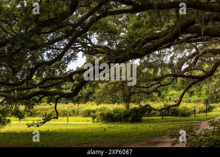 Weitwinkel-Weinberg in South Carolina mit Live-Eichen in spanischem Moos Stockfoto