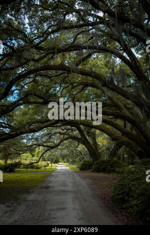 Großer Live Oak Tree in Charleston, South Carolina, mit spanischem Moos bedeckt Stockfoto