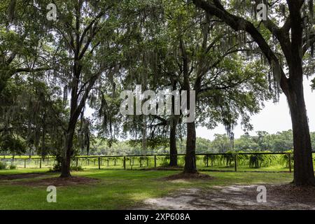 Weitwinkel-Weinberg in South Carolina mit Live-Eichen in spanischem Moos Stockfoto