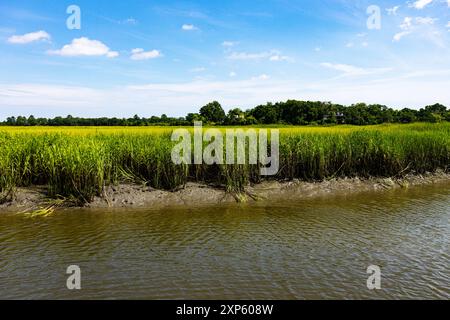 Hohes Gras Entlang Der Küstenlandschaft Von South Carolina Stockfoto