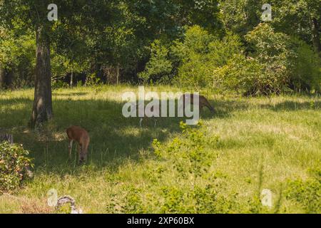 Weißschwanzhirsche, die im Grasgebiet grasen Stockfoto