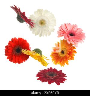 Bunte Gerbera-Blüten in der Luft auf weißem Hintergrund Stockfoto