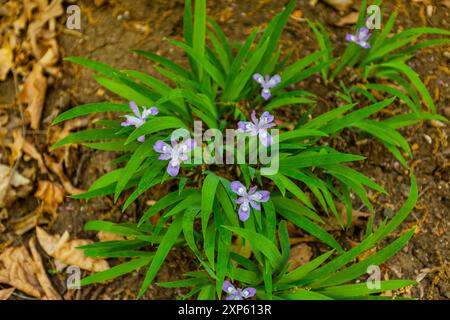 Zammzwerg-Iris in der Nähe eines Weges Stockfoto