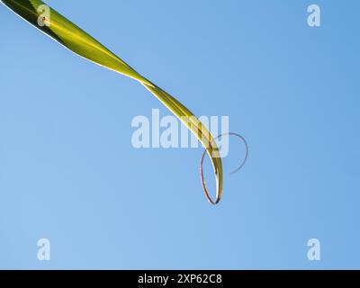 Pandanus Palmenblatt mit einem spiralförmigen Ende, auf blauem Himmel Stockfoto