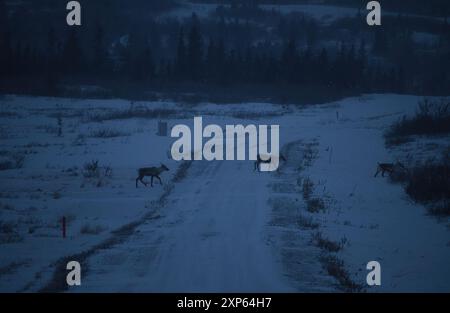 Karibus mit Geweih überquert eine schneebedeckte Straße an einem dunklen Winternachmittag in der Nähe von Delta Junction, Alaska. Stockfoto