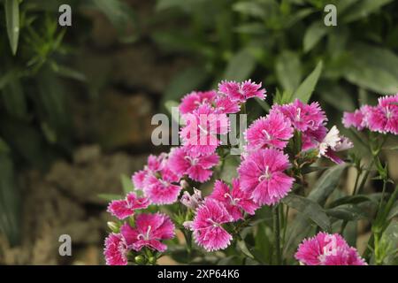 Nahaufnahme dianthus Blüte mit Kopierraum Stockfoto