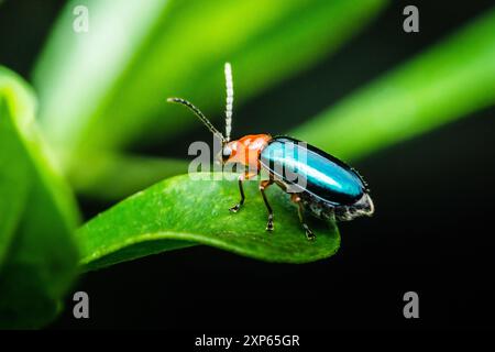 Criocerinae, glänzender Flohkäfer auf Blatt und schwarzem Hintergrund. Stockfoto