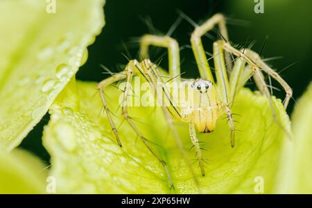 Makrofoto der Spinne auf dem Blatt, Naturhintergrund. Stockfoto