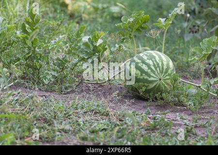 Eine Wassermelone liegt auf dem Boden in einem Gemüsegarten, grüne Blätter und Gras um ihn herum. Stockfoto