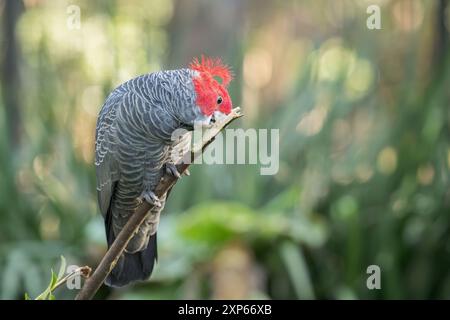 Ein einziger männlicher Gangs-Kakadu, der sich in einem alpinen Waldgebiet in New South Wales, Australien, von einem Baumzweig ernährt. Stockfoto