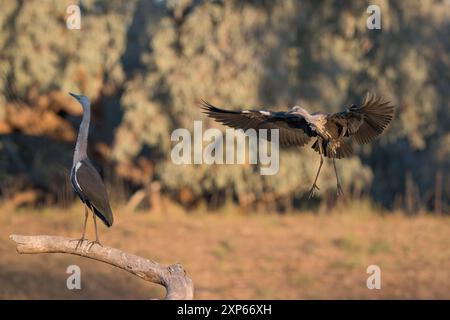 Ein junger Weißhals-Reiher mit ausgestreckten Flügeln kommt neben einem anderen Reiher auf dem Darling River im hinteren 0' Bourke, Australien, auf den Barsch. Stockfoto