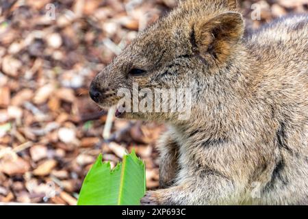 Quokka im Adelaide Zoo mit seinem freundlichen und liebenswerten Lächeln bietet einen bezaubernden Einblick in die Persönlichkeit dieses einzigartigen Beuteltieres. Stockfoto