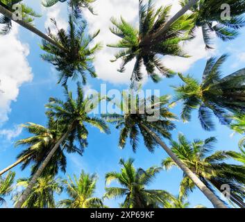 Palmen gegen blauen Himmel Stockfoto