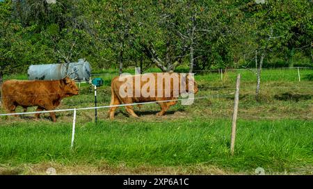 Schottische Hochlandkühe auf einer Wiese bei Baden Baden. Baden Württemberg, Deutschland, Europa Stockfoto