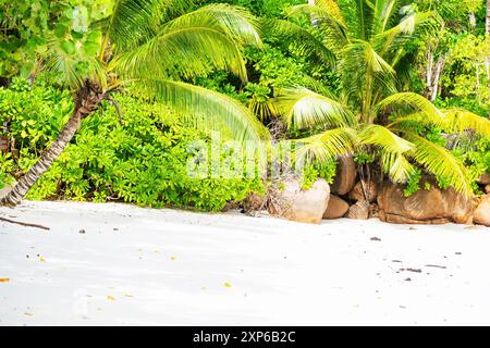 Ein atemberaubendes Bild von einem unberührten Strand mit weichem, weißem Sand, wogenden Palmen und üppiger Vegetation. Der perfekte tropische Urlaub. Stockfoto