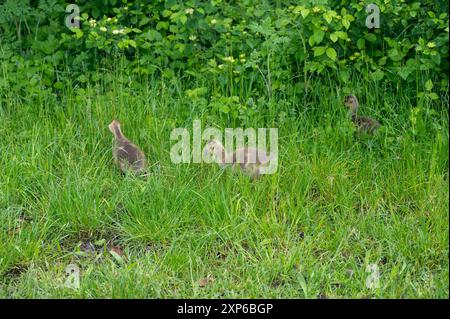 Küken von Kanadiengänsen ( Branta canadensis ) in grünem Gras in der Wildnis Stockfoto