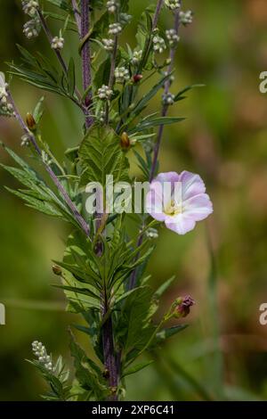 Eine Nahaufnahme einer Blume in Blüte. Das Feld Bindweed wird vor einem natürlichen unscharfen Hintergrund mit Platz für Text aufgenommen Stockfoto
