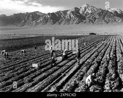 Bauernhof, Landarbeiter, Mt. Williamson im Hintergrund, Manzanar Relocation Center, Kalifornien. Stockfoto