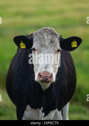 Die Kuh schaut in die Kamera. Nahaufnahme der Kühe Gesicht. Kuhfarm mit Milchvieh auf dem Feld auf dem Bauernhof Alp. Schwarz-weiße Kühe. Holsteinkühe Stockfoto