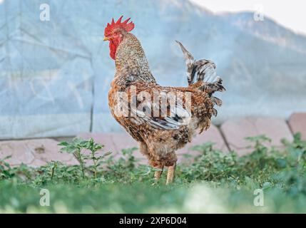 Hahn im Hinterhof in seiner natürlichen Umgebung. Stockfoto