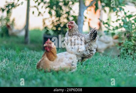 Hühner im Hinterhof in seiner natürlichen Umgebung. Stockfoto