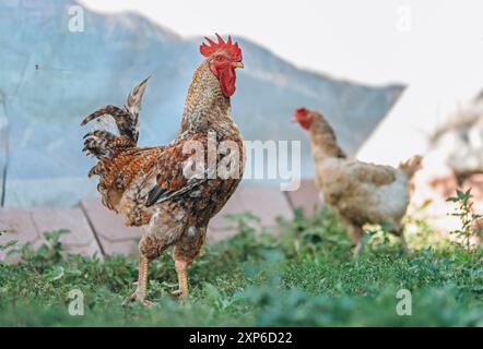 Rosster im Hinterhof in seiner natürlichen Umgebung. Stockfoto