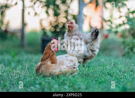 Hühnchen im Hinterhof in seiner natürlichen Umgebung. Stockfoto