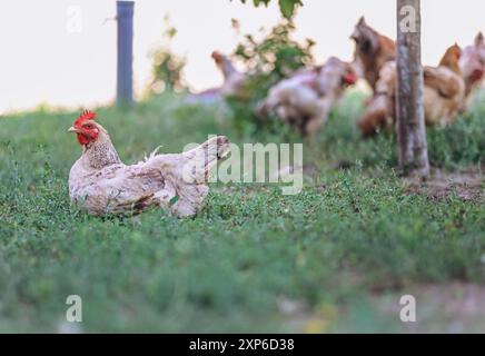 Hühnchen im Hinterhof in seiner natürlichen Umgebung. Stockfoto