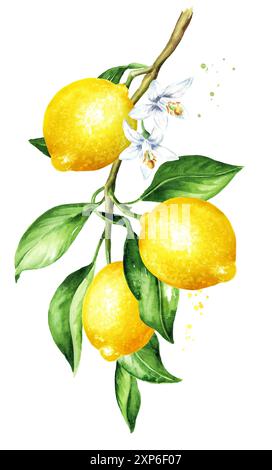 Zitronenzweig mit Früchten und Blättern,. Handgezeichnete Aquarellillustration, isoliert auf weißem Hintergrund Stockfoto